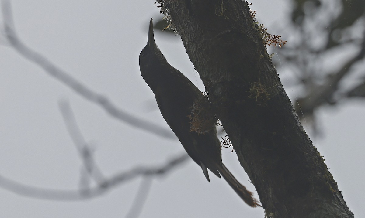 Olive-backed Woodcreeper - ML623610916