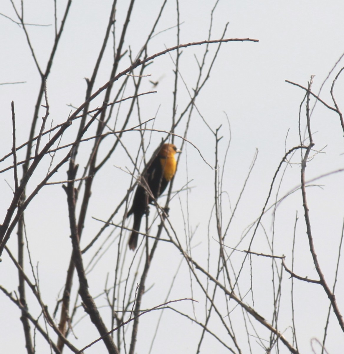 Yellow-headed Blackbird - Larry Bennett