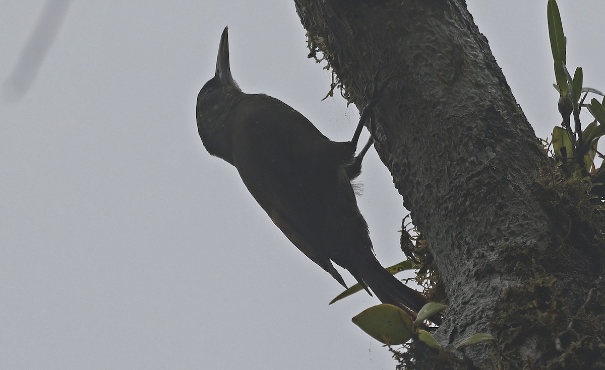 Olive-backed Woodcreeper - ML623610924