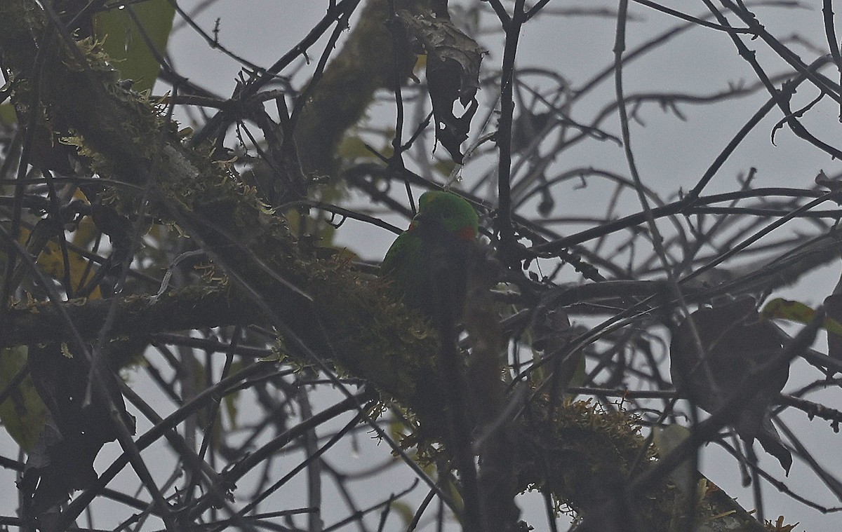 Orange-eared Tanager - ML623610937