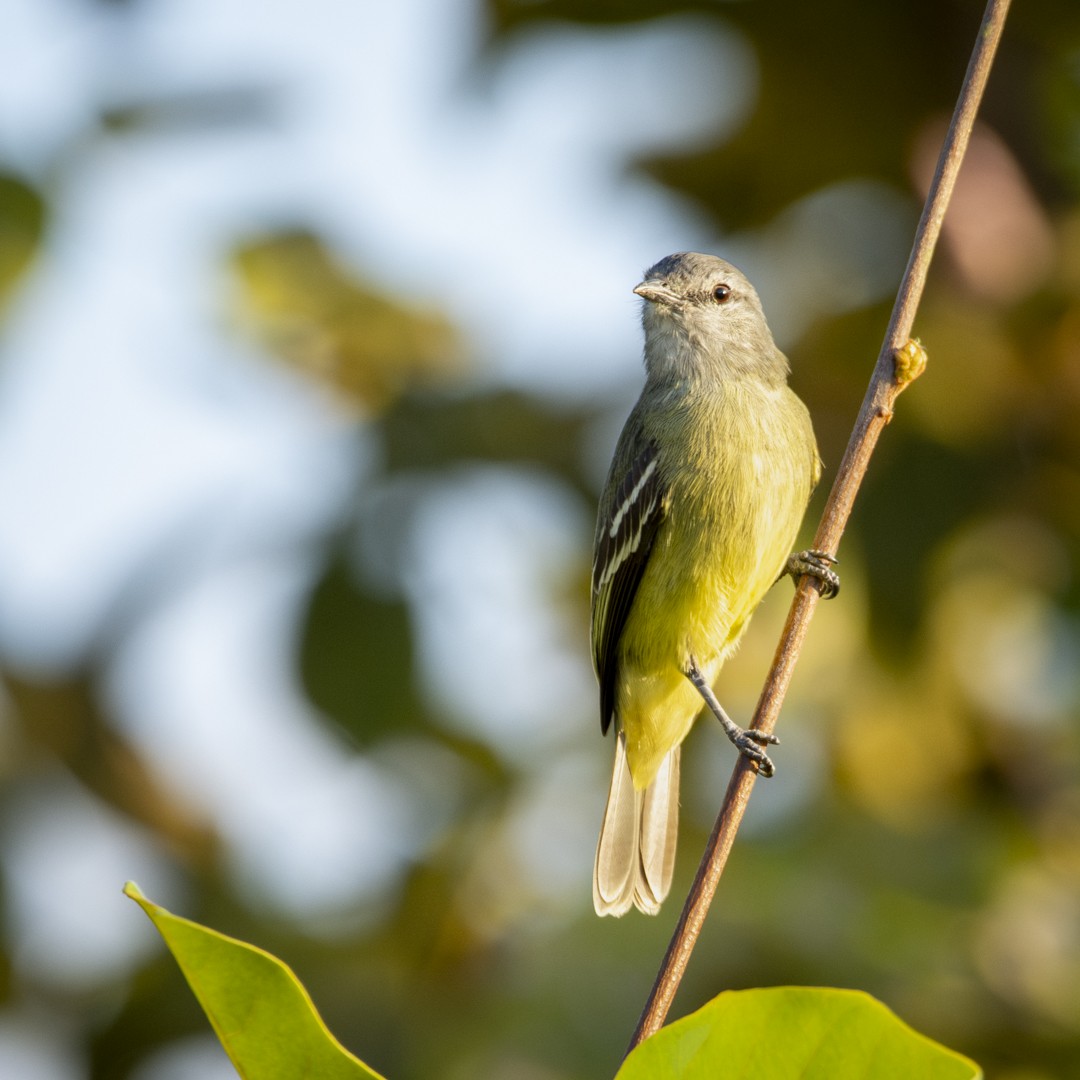 Yellow-crowned Tyrannulet - Caio Osoegawa