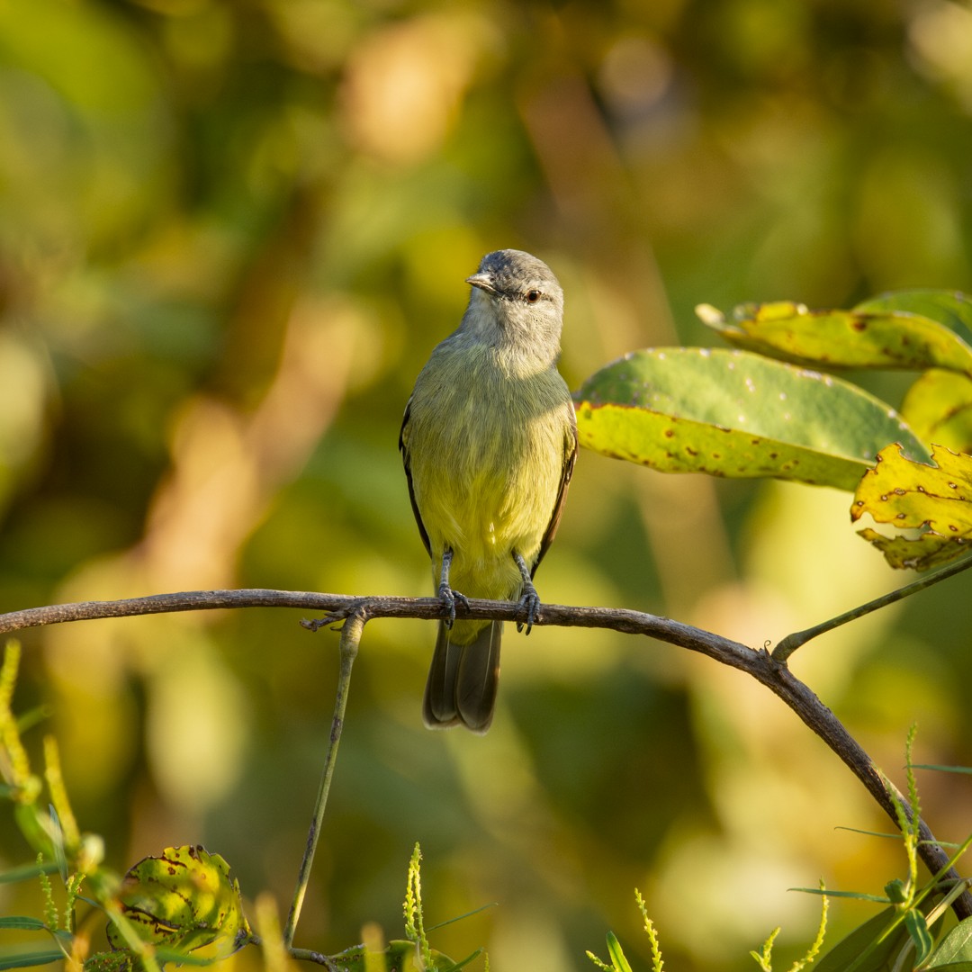 Yellow-crowned Tyrannulet - Caio Osoegawa