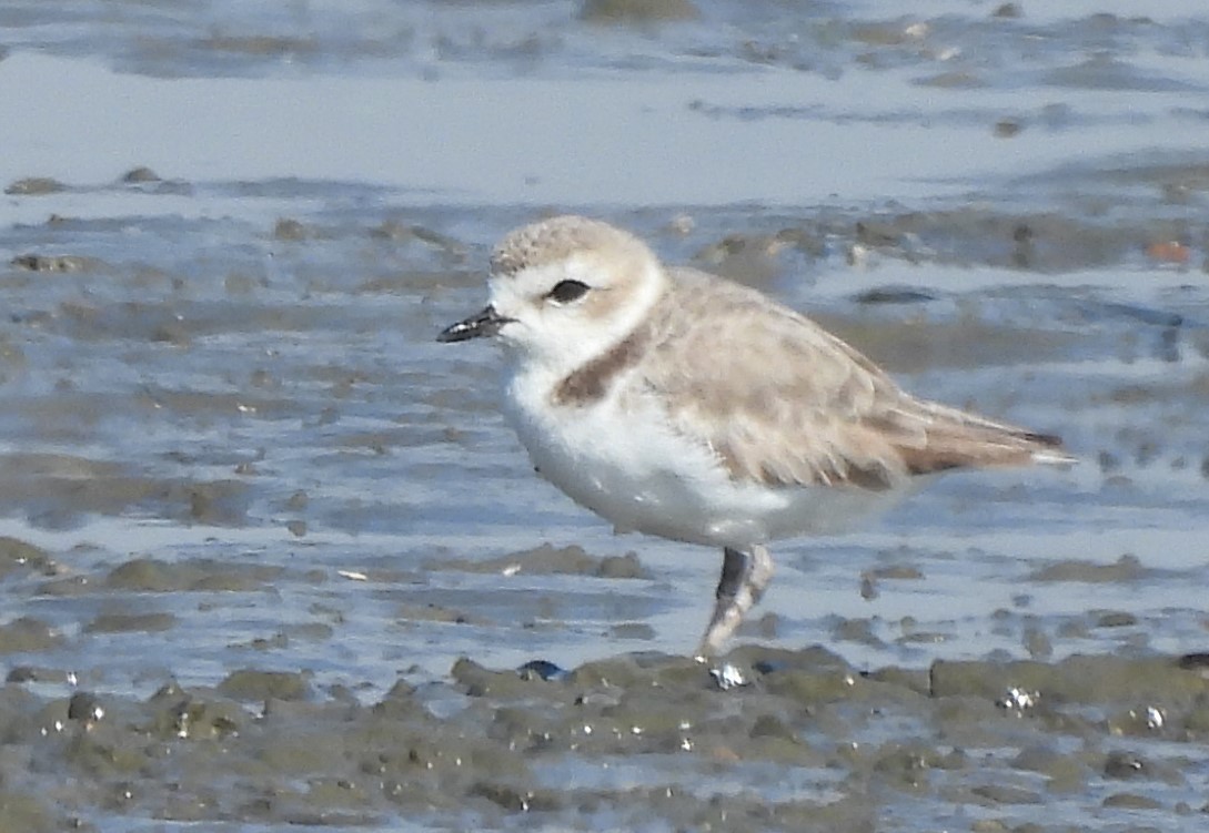 Piping Plover - ML623611028