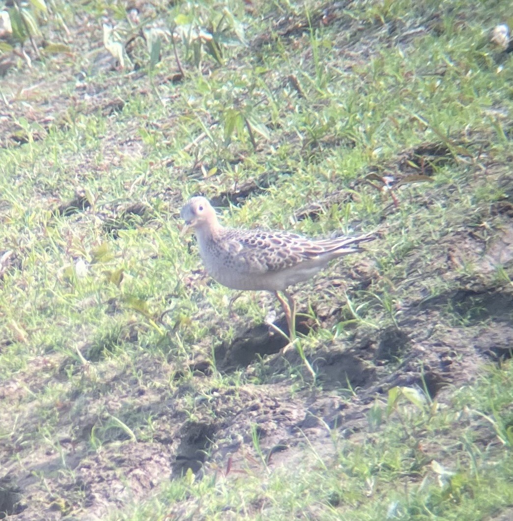 Buff-breasted Sandpiper - ML623611050