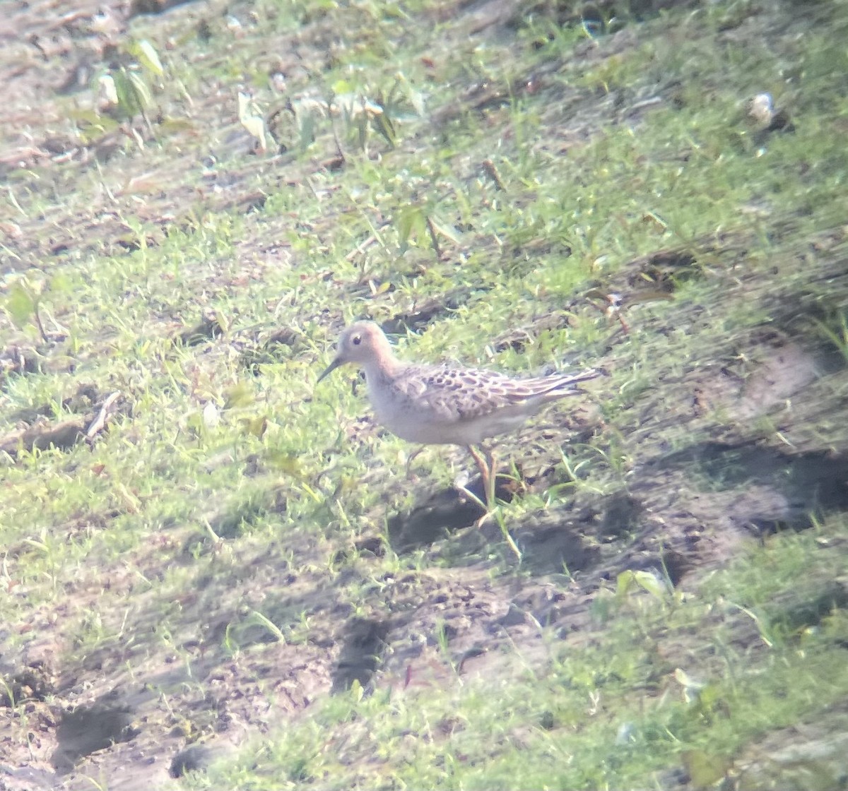 Buff-breasted Sandpiper - ML623611051