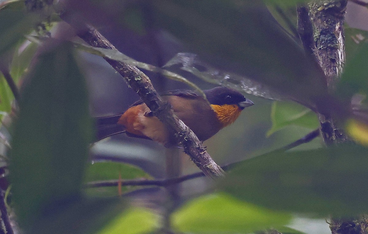 Yellow-throated Tanager - ML623611063