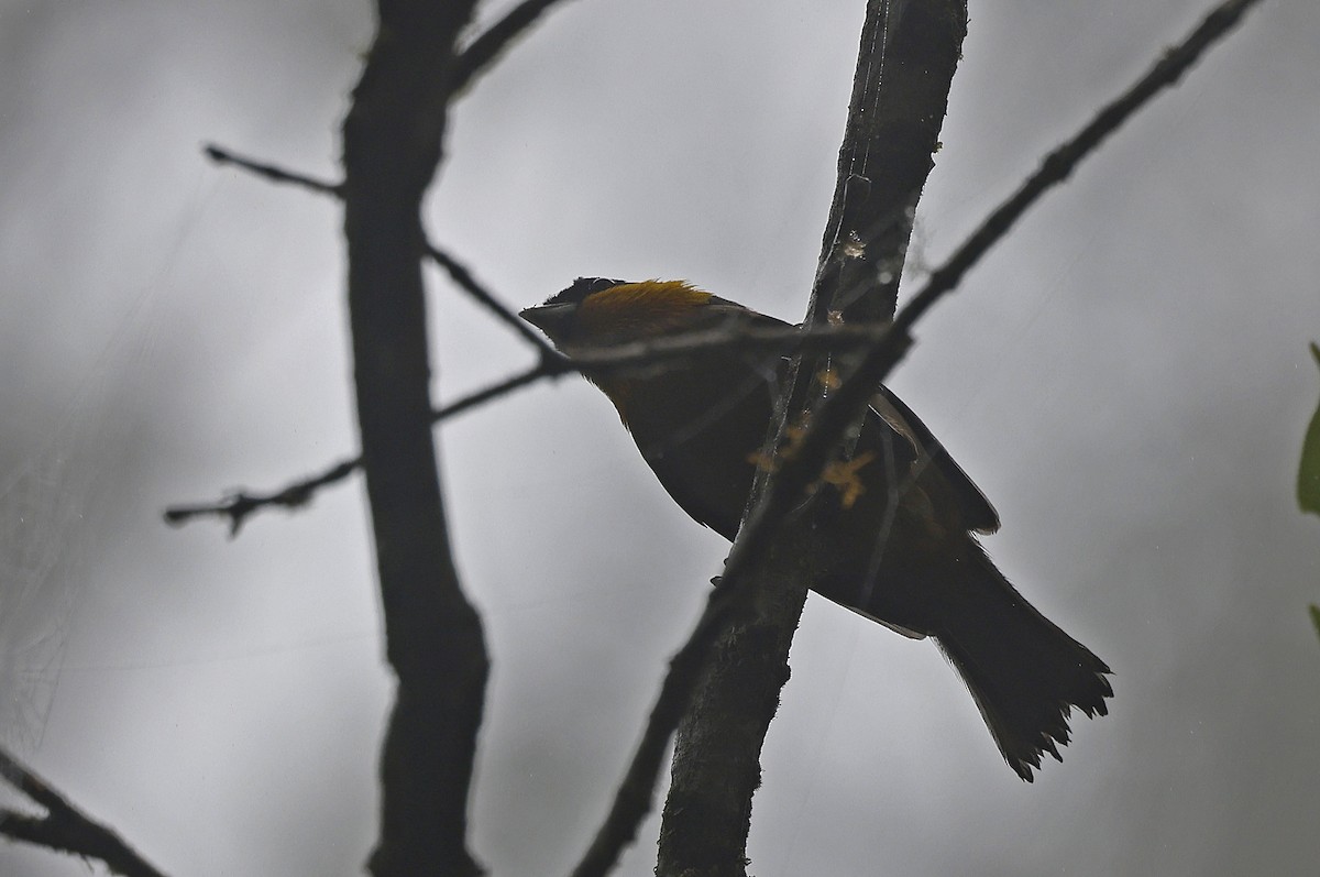 Yellow-throated Tanager - ML623611069