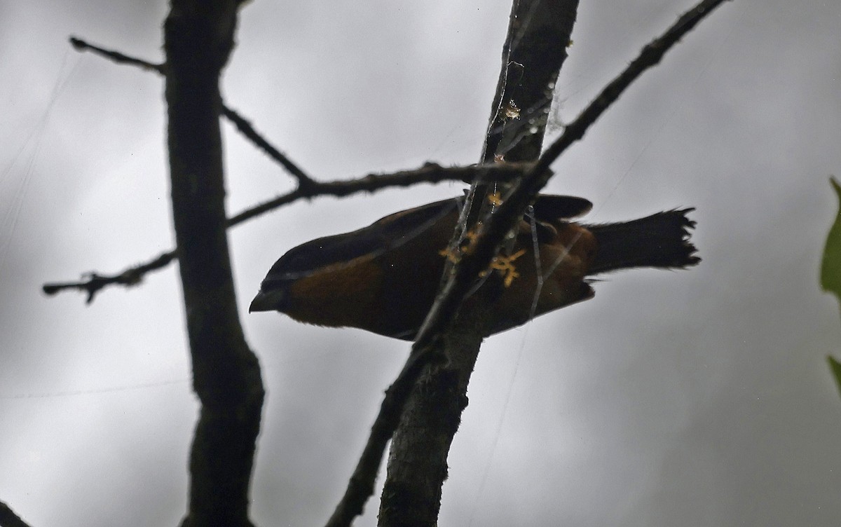 Yellow-throated Tanager - ML623611073