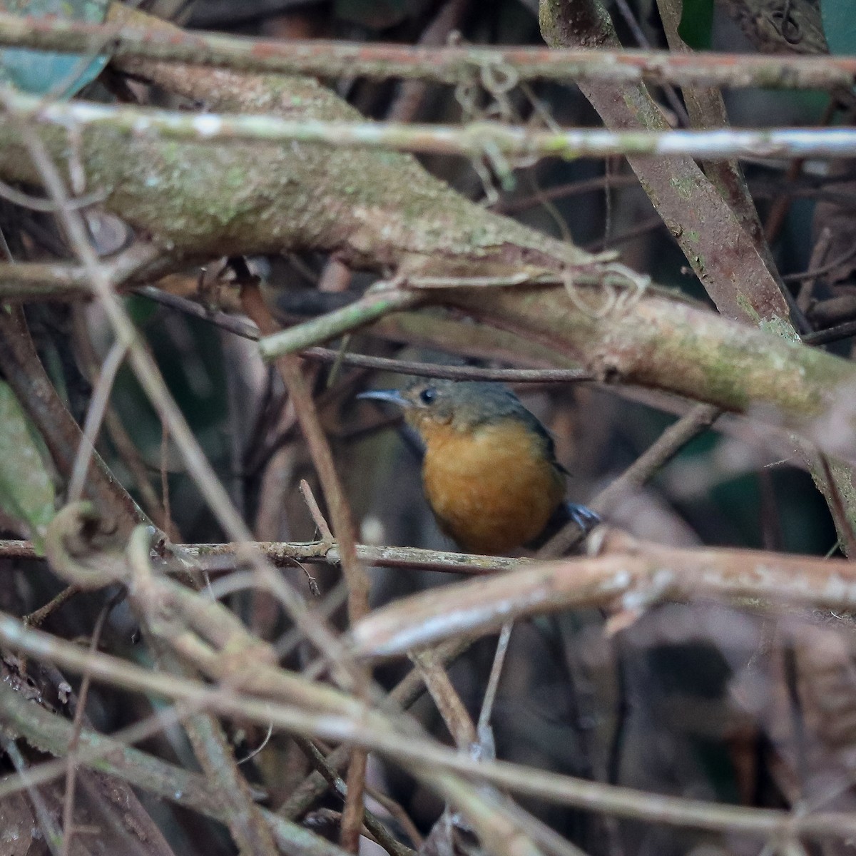 Willis's Antbird - ML623611078