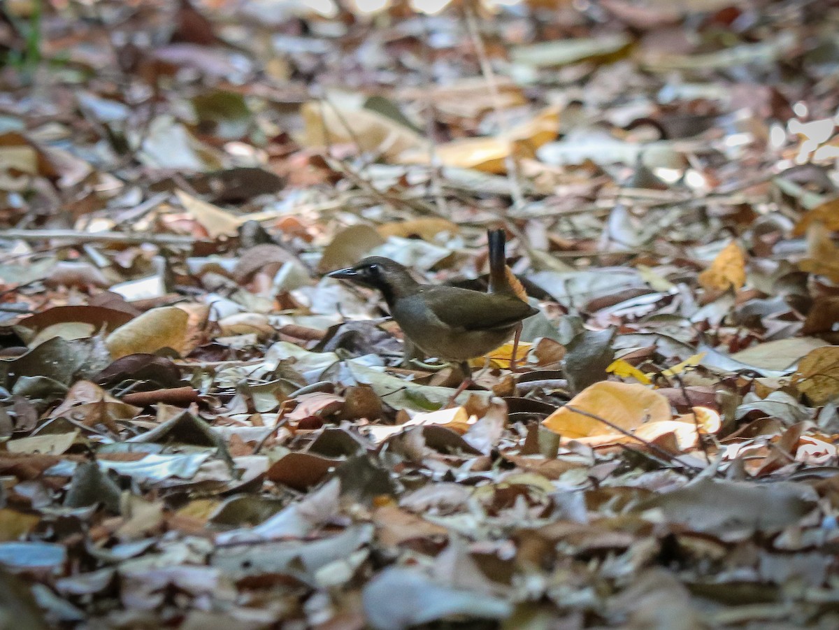 Black-faced Antthrush - ML623611105