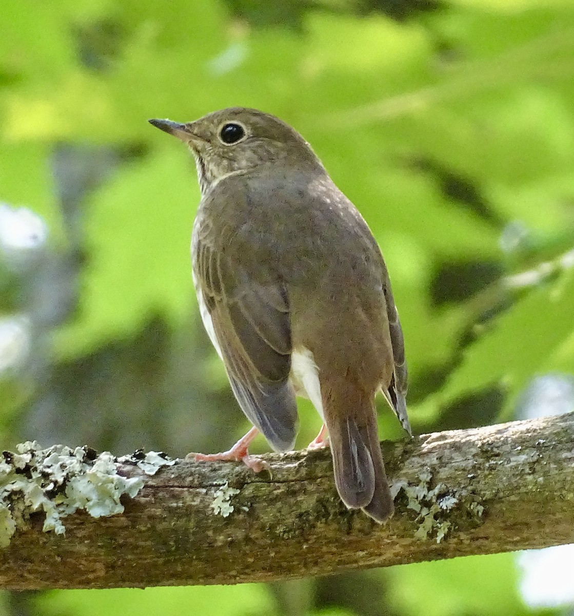 Hermit Thrush - ML623611139