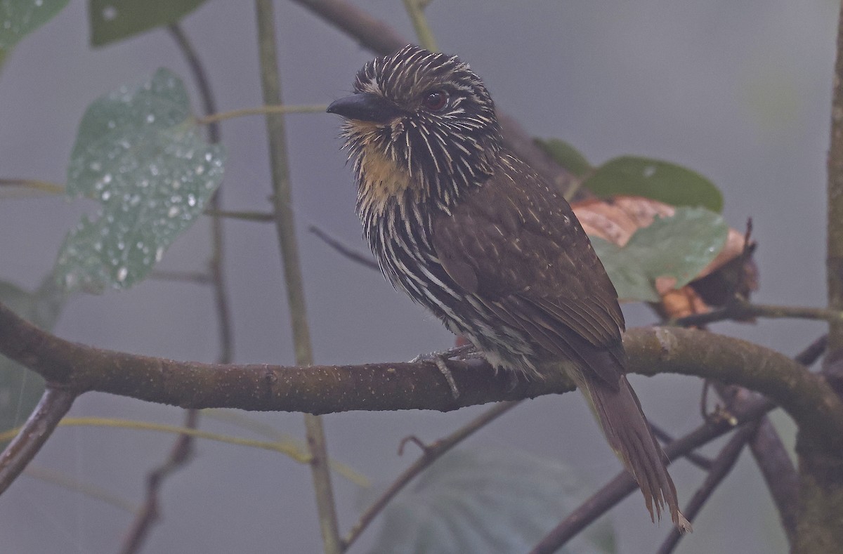 Black-streaked Puffbird - ML623611151