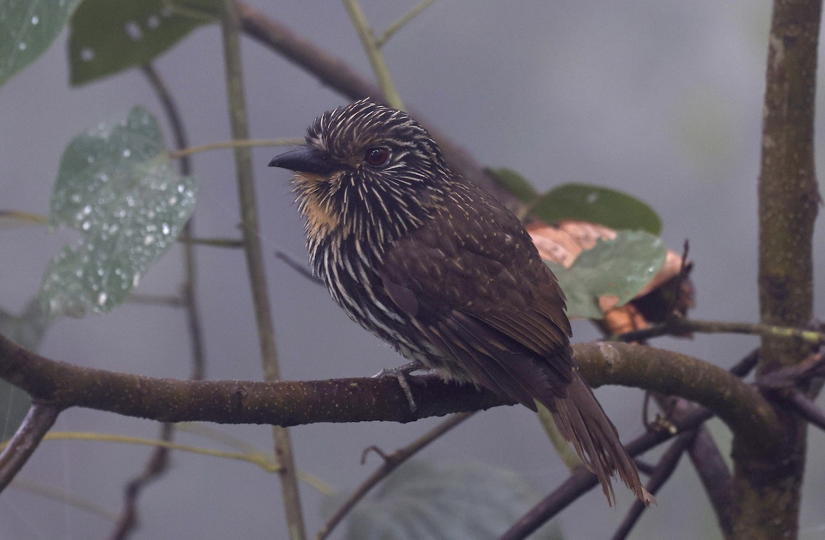 Black-streaked Puffbird - ML623611165