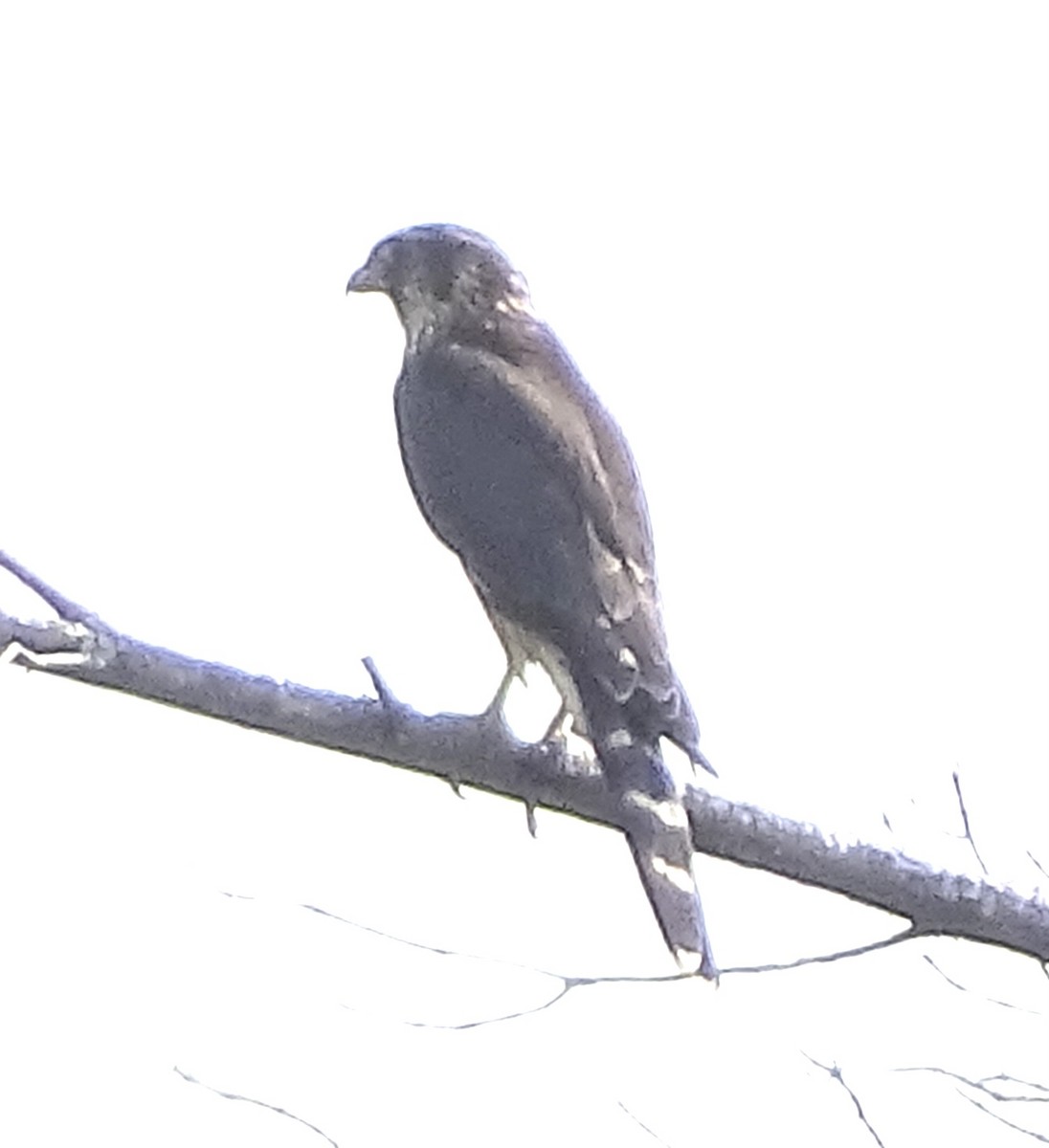 Merlin - ML623611168