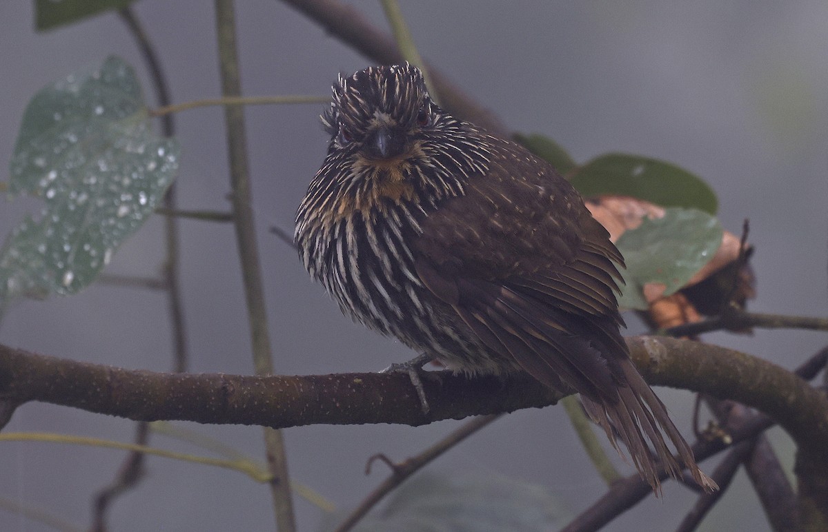 Black-streaked Puffbird - ML623611171