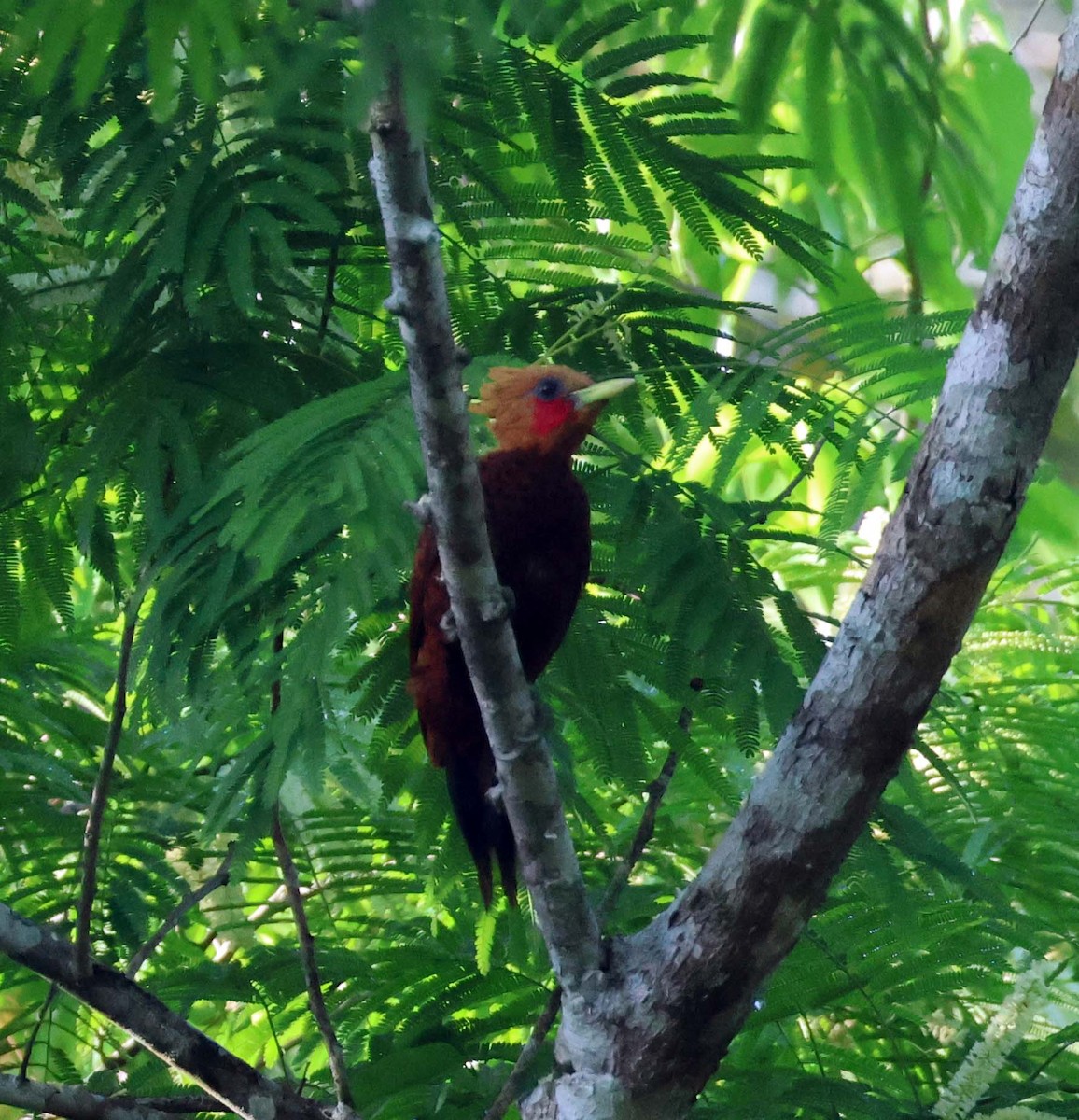 Chestnut-colored Woodpecker - ML623611175