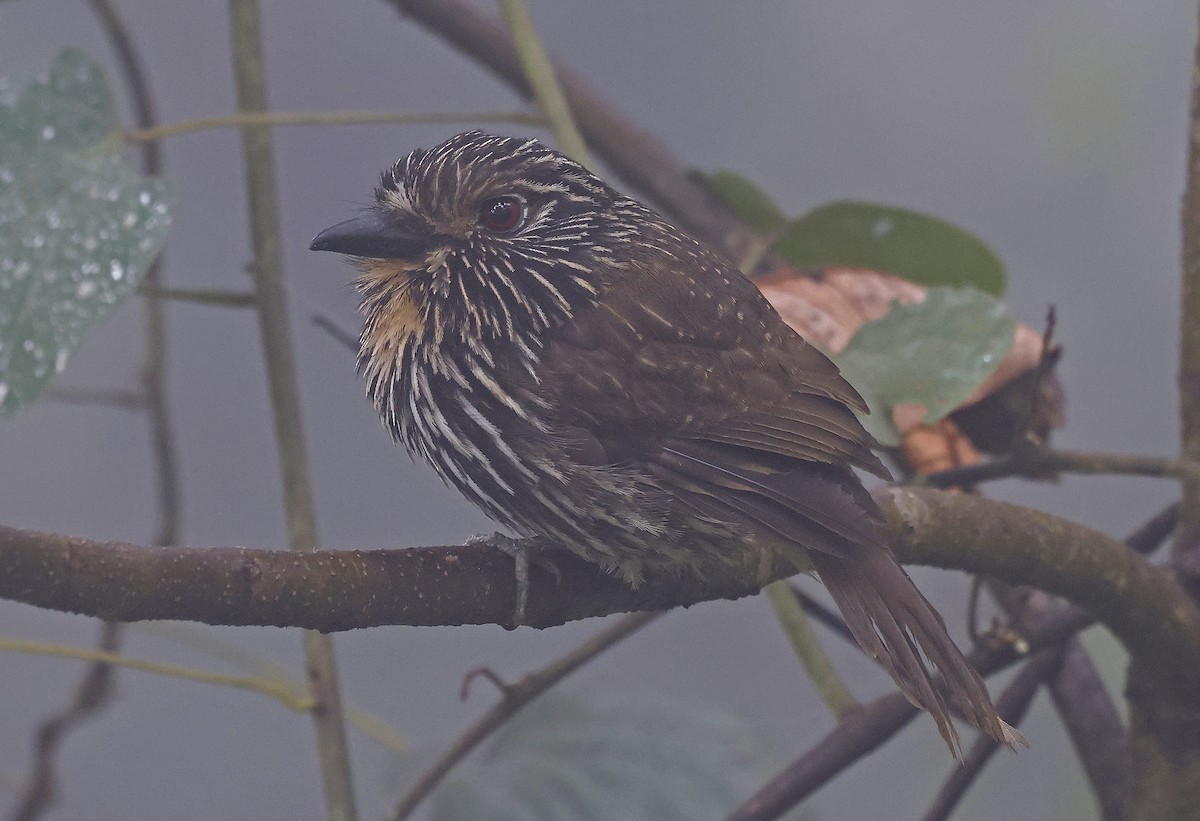 Black-streaked Puffbird - ML623611177