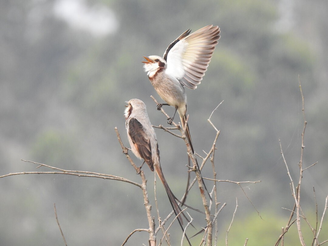 Streamer-tailed Tyrant - ML623611178