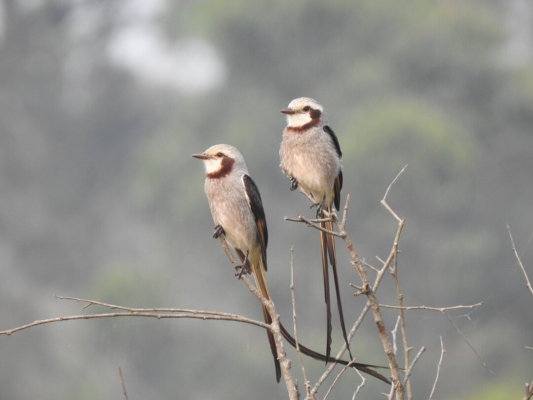 Streamer-tailed Tyrant - ML623611179