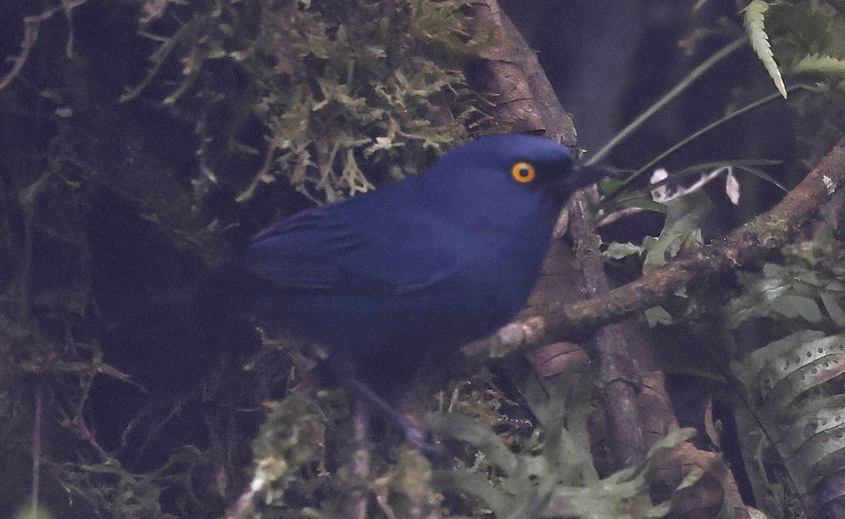 Deep-blue Flowerpiercer - ML623611191