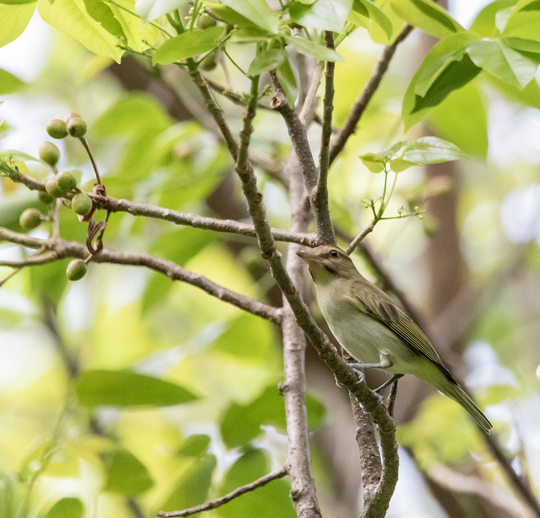 Black-whiskered Vireo - ML623611199