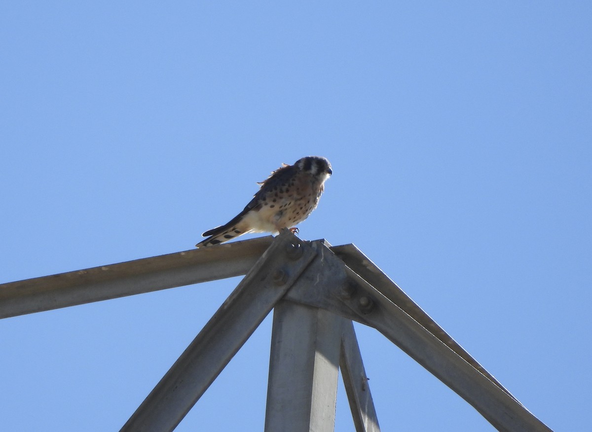 American Kestrel - John Paul