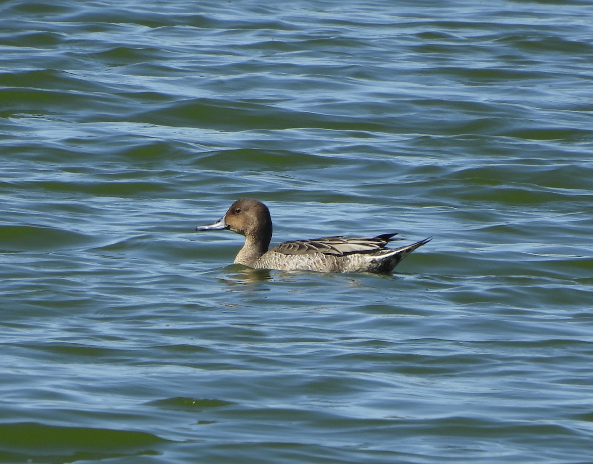 Northern Pintail - ML623611222