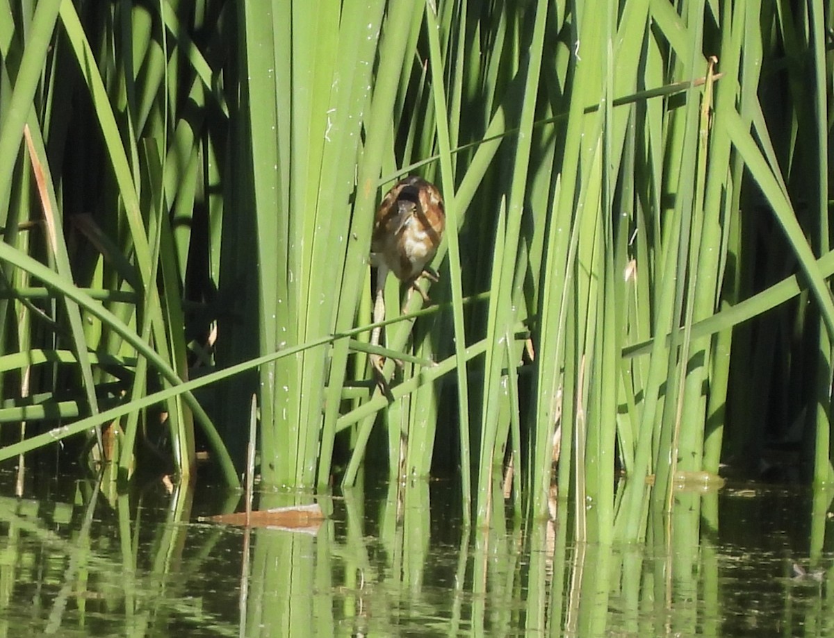 Least Bittern - ML623611231