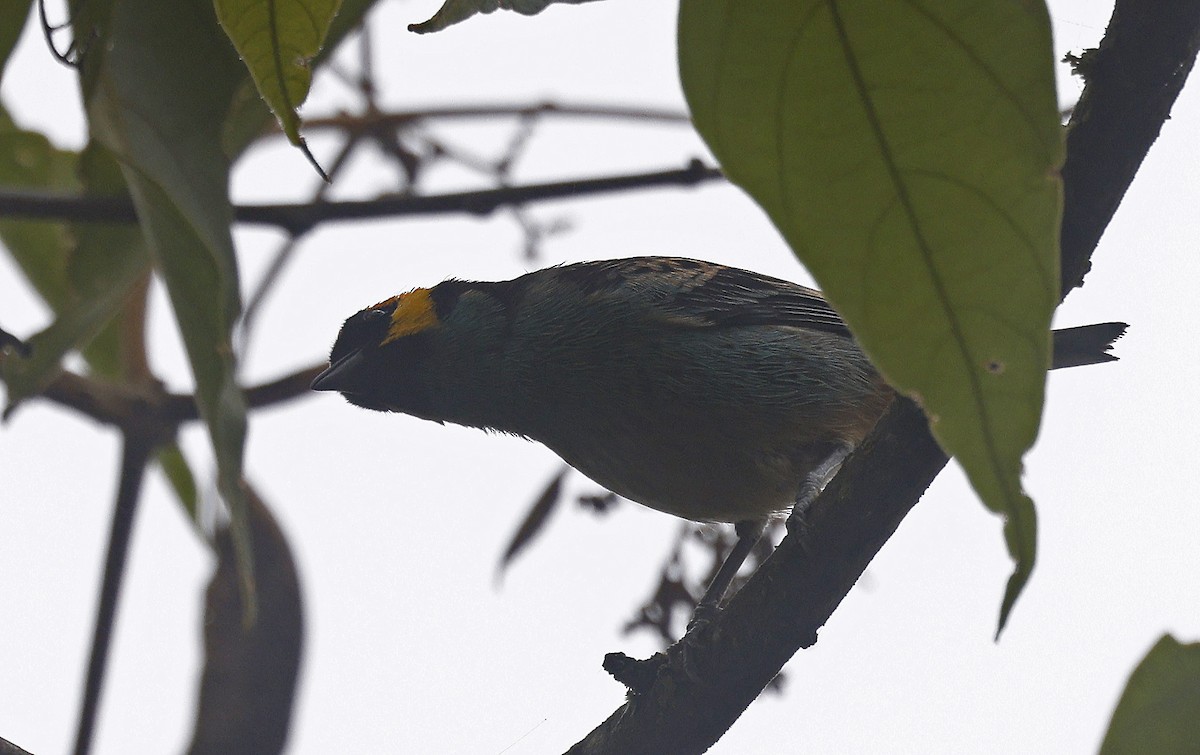 Saffron-crowned Tanager - Paul Chapman