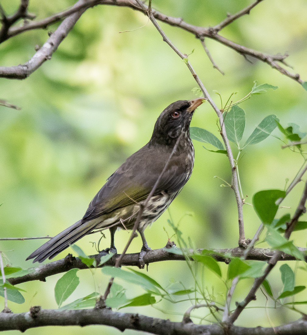 Palmchat - Iván Mota