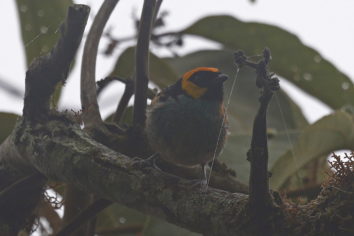 Saffron-crowned Tanager - Paul Chapman