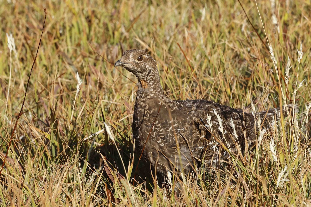 Sooty Grouse - ML623611273