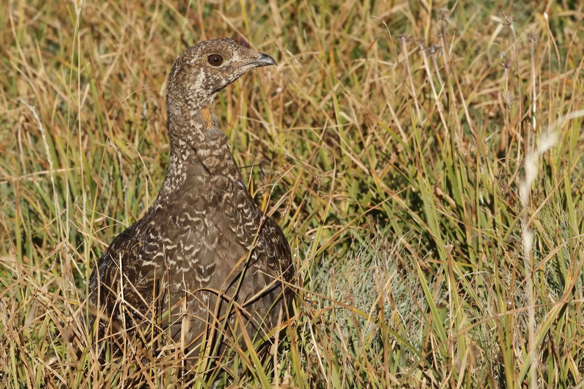 Sooty Grouse - ML623611278