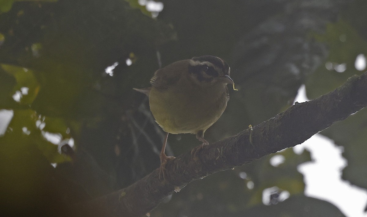 Three-striped Warbler (Three-striped) - Paul Chapman