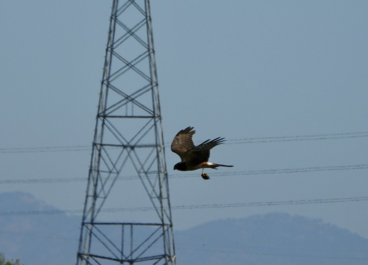 Northern Harrier - ML623611291