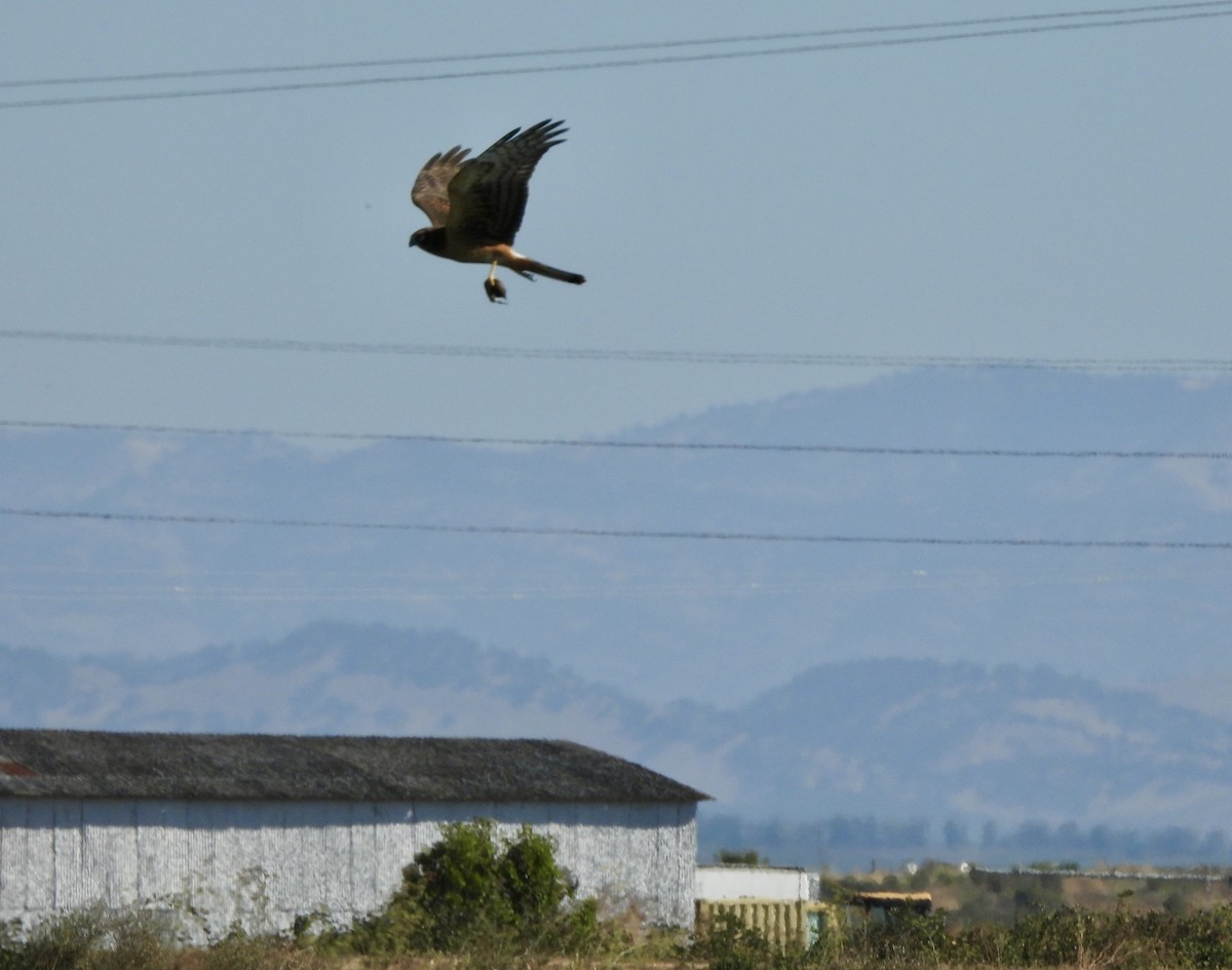 Northern Harrier - ML623611292