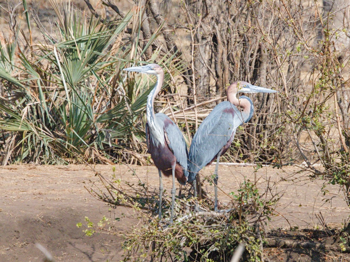 Goliath Heron - ML623611334