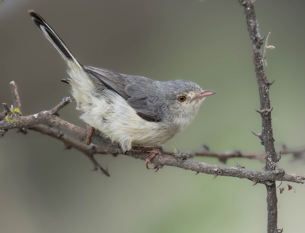 Prinia Ventripálida - ML623611350