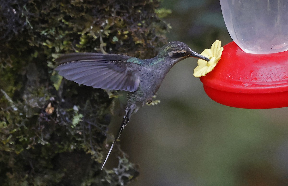 Green Hermit - ML623611383