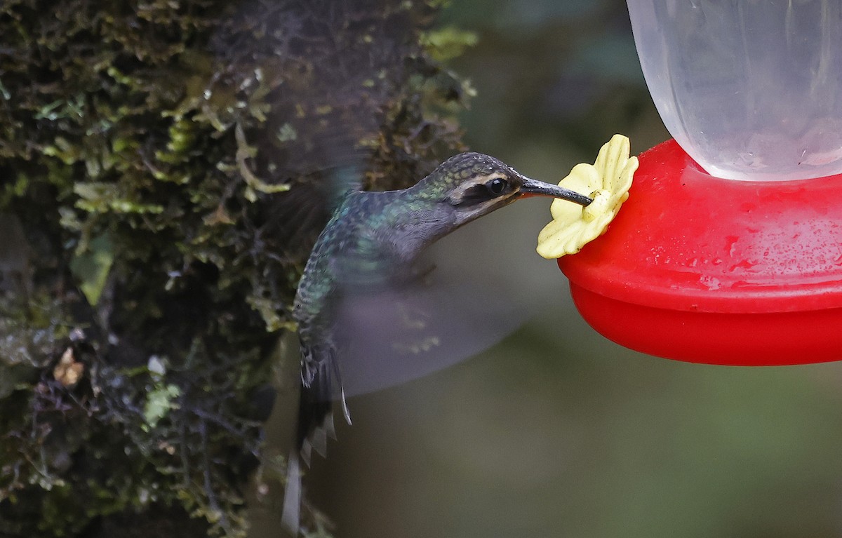 Green Hermit - ML623611389