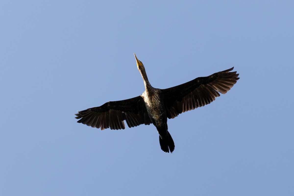 Great Cormorant - ML623611409