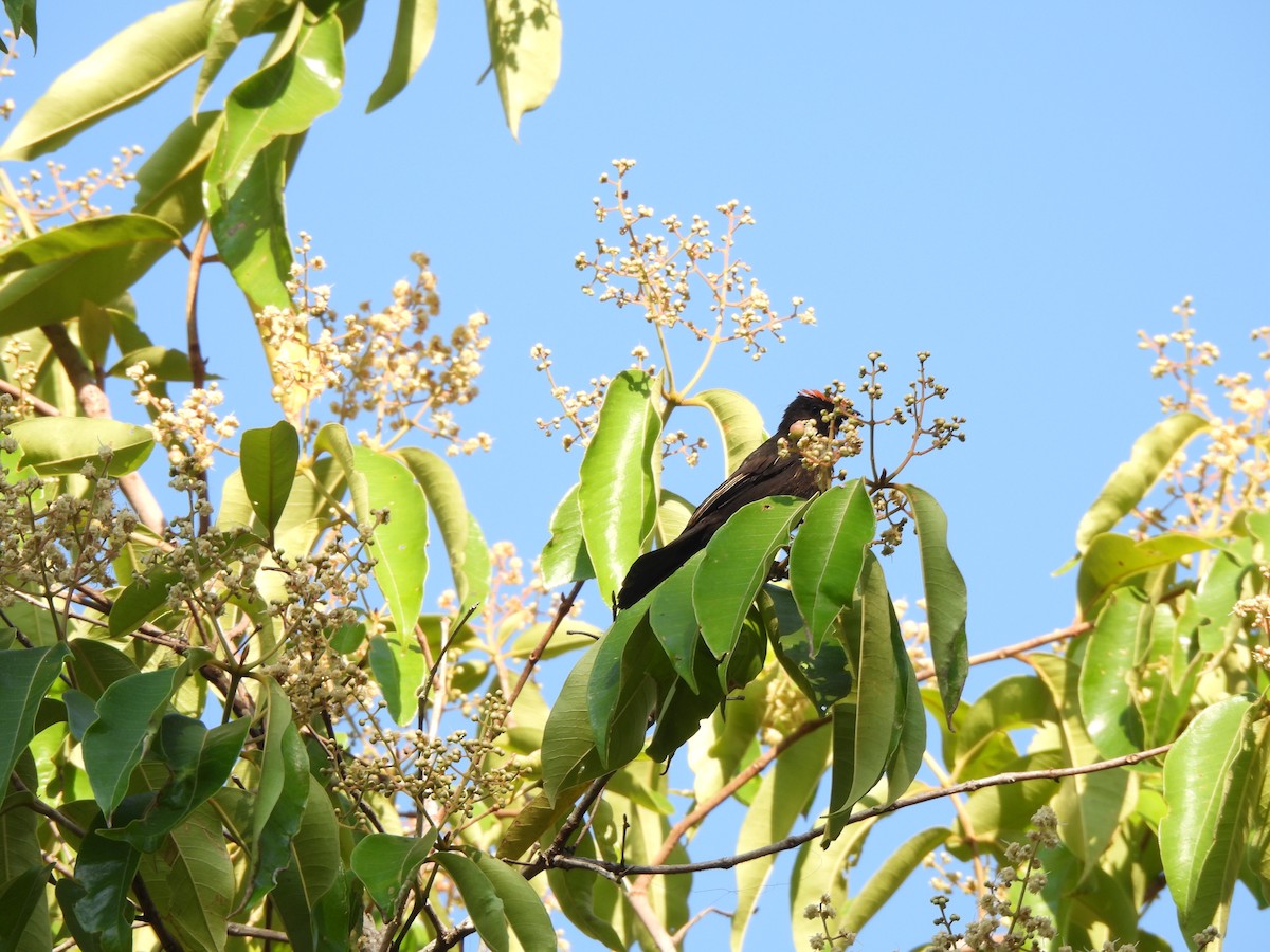 Flame-crested Tanager (Flame-crested) - ML623611411