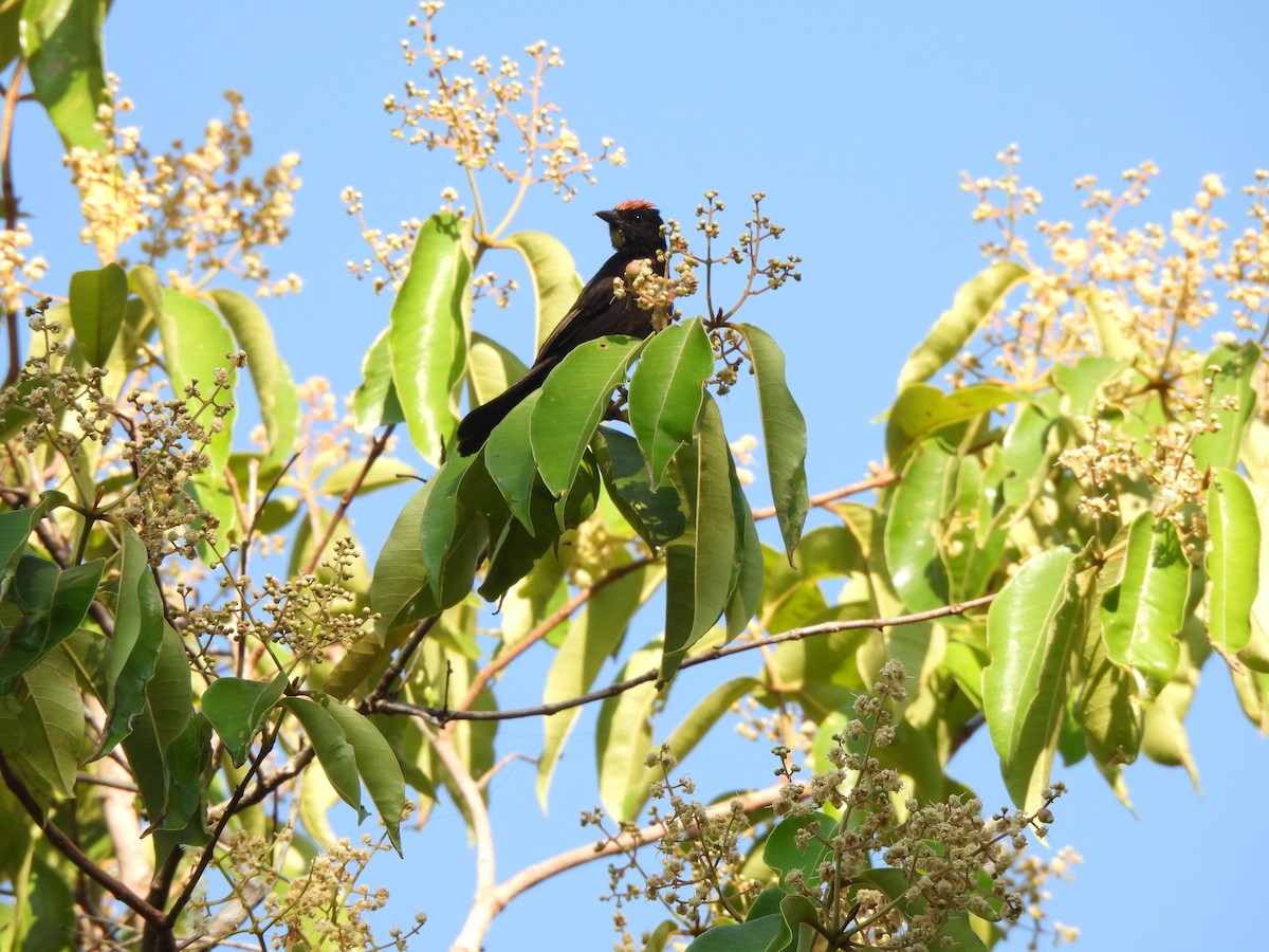 Flame-crested Tanager (Flame-crested) - ML623611413