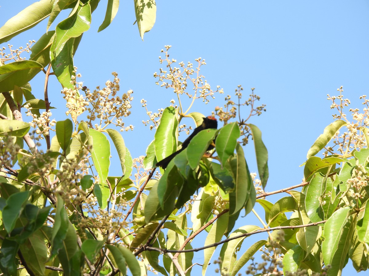 Flame-crested Tanager (Flame-crested) - ML623611416