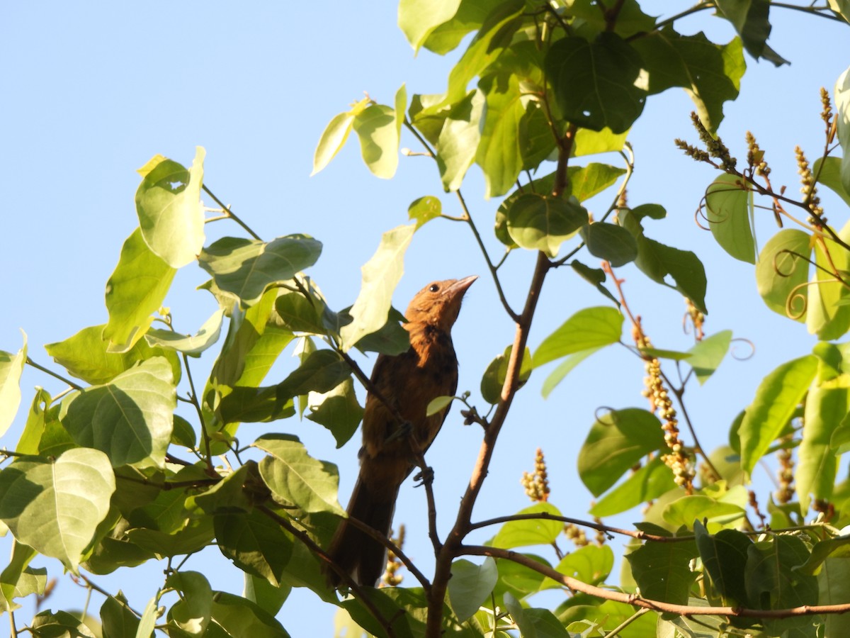 Flame-crested Tanager (Flame-crested) - ML623611417