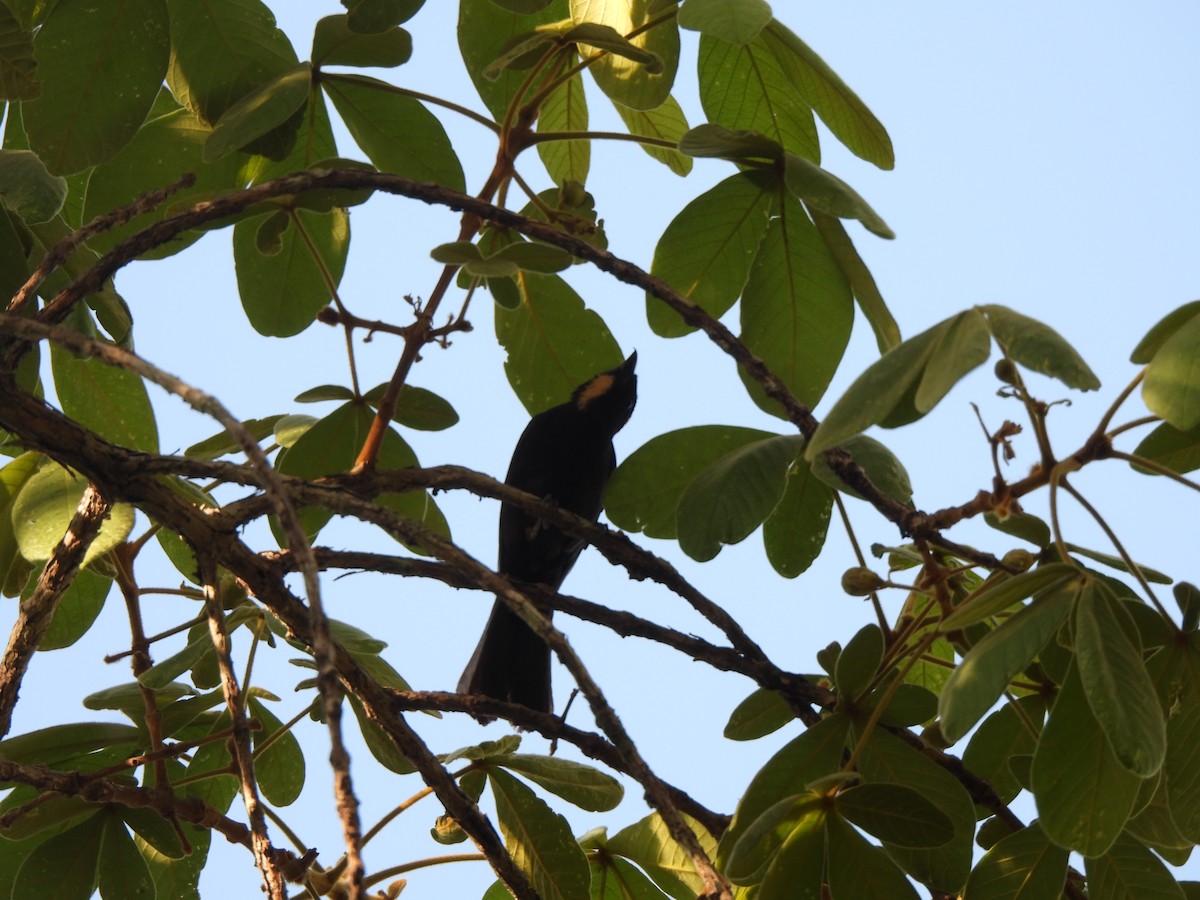 Flame-crested Tanager (Flame-crested) - ML623611418