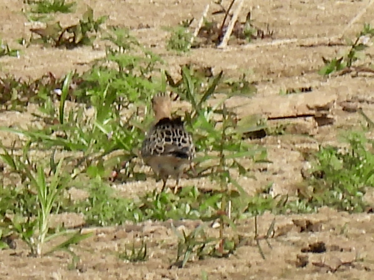 Buff-breasted Sandpiper - ML623611424