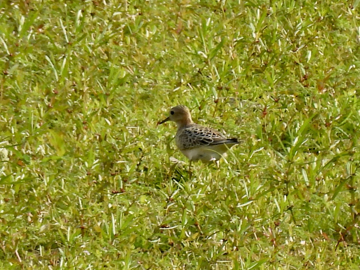 Buff-breasted Sandpiper - ML623611425