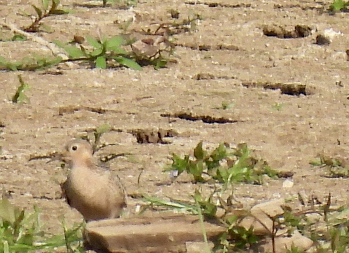 Buff-breasted Sandpiper - ML623611426