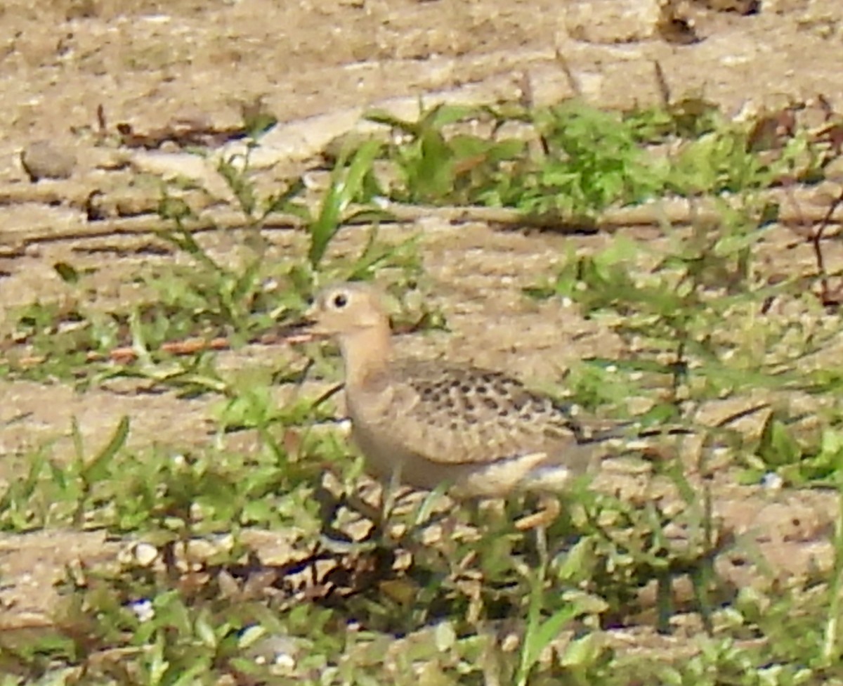 Buff-breasted Sandpiper - ML623611427